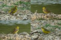 Motacilla flava flavissima