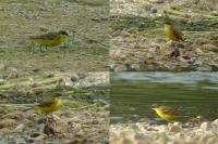 Motacilla flava thunbergi