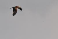 Milvus migrans