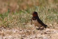 Hirundo rustica