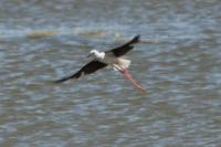 Himantopus himantopus