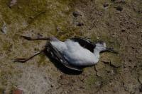 Himantopus himantopus