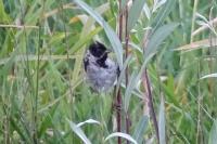 Emberiza schoeniclus