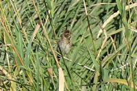 Emberiza schoeniclus