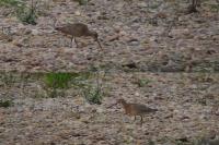 Limosa lapponica