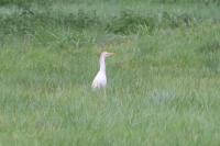 Bubulcus ibis