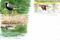 Ardea purpurea