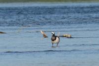 Branta leucopsis