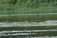 Haematopus ostralegus