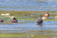 Branta bernicla