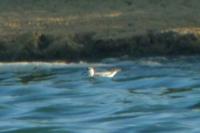 Phalaropus fulicarius