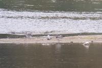 Pluvialis squatarola