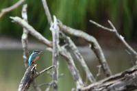 Alcedo atthis