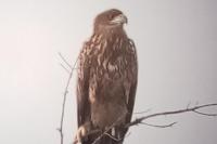 Haliaeetus albicilla
