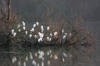 Bubulcus ibis