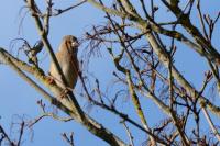 Coccothraustes coccothraustes