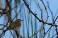 Phylloscopus collybita