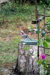 Garrulus glandarius