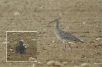 Numenius phaeopus