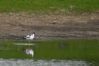 Recurvirostra avosetta