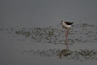 Himantopus himantopus