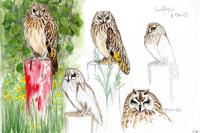 Asio flammeus