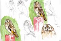 Asio flammeus