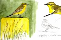 Motacilla flava flavissima