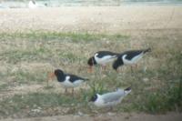 Haematopus ostralegus