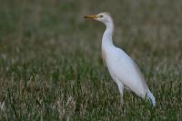 Bubulcus ibis