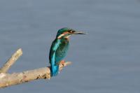 Alcedo atthis