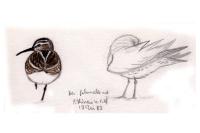 Calidris falcinellus