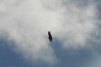 Milvus milvus