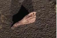 Caprimulgus europaeus