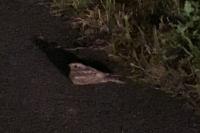 Caprimulgus europaeus