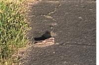 Caprimulgus europaeus