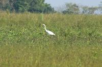 Ardea alba