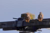 Falco tinnunculus