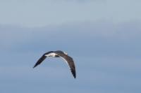 Larus fuscus