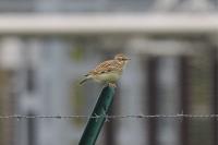 Lullula arborea