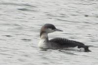 Gavia arctica