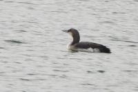 Gavia arctica
