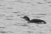 Gavia arctica