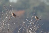 Emberiza schoeniclus