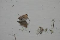 Gallinago gallinago