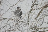 Accipiter nisus