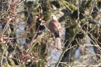 Falco tinnunculus