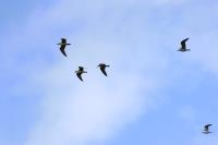 Larus michahellis