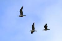 Larus michahellis