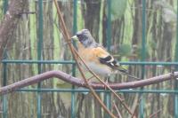Fringilla montifringilla